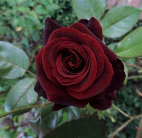 Black Magic Roses: An Alluring Addition to Los Angeles Gardens
